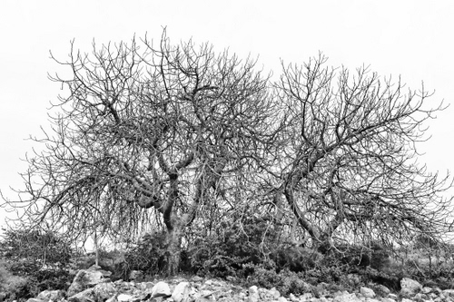 Immagine con rami, sassi, alberi, bianconero, inverno, pietre, brullo, secco, nero, secchi, albero, piante, bianco