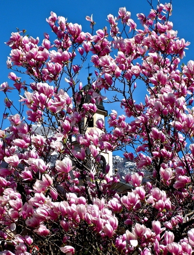Immagine con fiori, rosa, albero, campanile, primavera, rami, croce, cielo, petali, magnolia, azzurro