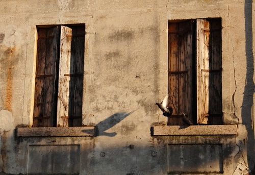 Immagine con finestre, legno, due, imposte, casa, muro, davanzali, ruggine, ombre, ombra, abbandono, rudere, uccelli, parete