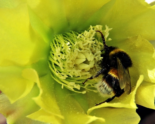 Immagine con fiore, ape, giallo, insetto, petali, polline, corolla, ali, nero, calabrone, macro, insetti, pistilli, vespa, zampe
