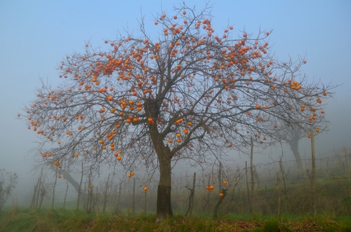 Immagine con albero, cachi, nebbia, rami, frutti, erba, frutta, cielo, autunno