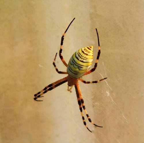 Immagine con ragno, ragnatela, giallo, zampe, arancione, macro, arancio