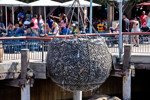 Immagine con rete, persone, pesca, pesci, pesce, ombrelloni, ringhiera