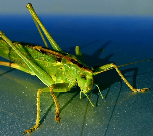 Immagine con zampe, verde, cavalletta, insetto, antenne, occhio, ombra, grillo, macro
