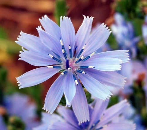 Immagine con petali, fiore, blu, macro, viola, pistilli, lilla, cicoria, azzurro, bianco