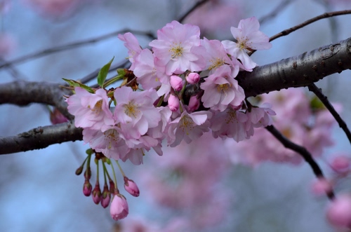 Immagine con rosa, ramo, fiori, primavera, pesco, boccioli, fiore, foglie, petali