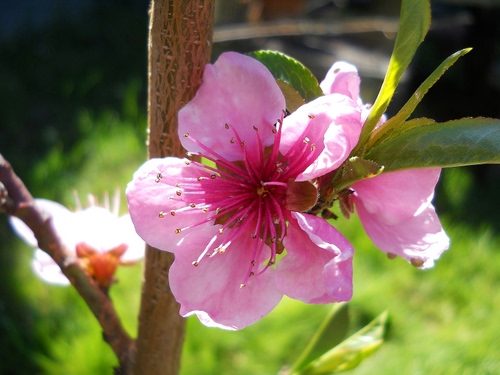 Immagine con fiore, rosa, foglie, petali, rami, ramo, verde, pistilli