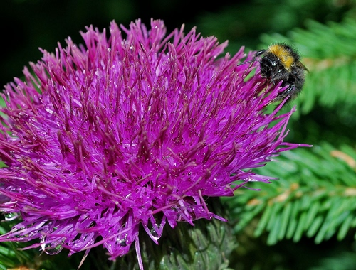 Immagine con fiore, ape, viola, verde, macro, cardo, lilla, foglie