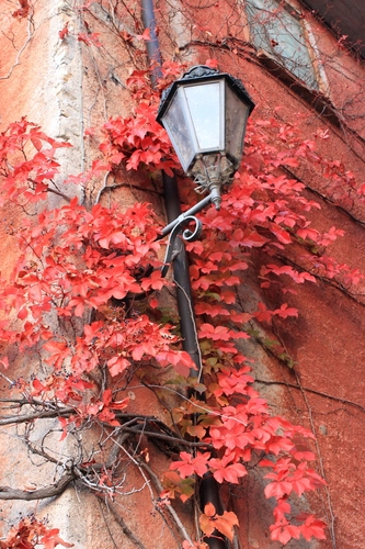 Immagine con lampione, rosso, foglie, rampicante, autunno, finestra, muro