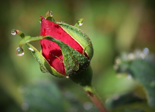 Immagine con rosso, gocce, verde, rosa, fiore, bocciolo, acqua, foglie, macro, rugiada