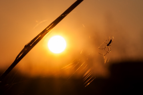 Immagine con sole, ragno, ragnatela, controluce, tramonto, ramo, insetto