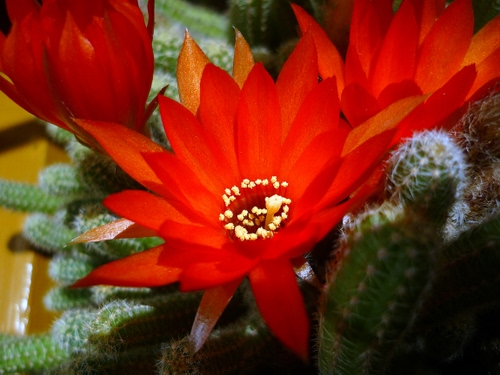 Immagine con rosso, fiore, pianta, verde, spine, pistilli, grassa, cactus, petali