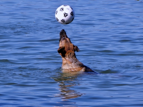 Immagine con cane, acqua, mare, pallone, animale, palla, gioco, bianco, orecchie, riflesso, muso, nero, pelo, azzurro, riflessi, bagnato