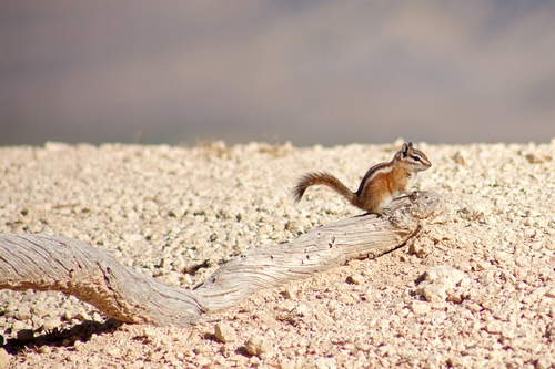 Immagine con scoiattolo, ramo, coda, animale, sassi, legno, animali, terra