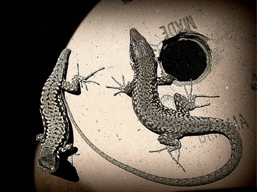 Immagine con coda, lucertole, zampe, due, rettili, animali, foro, buco, grigio, bianconero