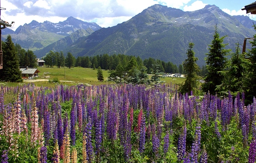 Immagine con fiori, montagna, viola, montagne, panorama, alberi, prato, verde
