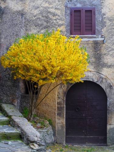 Immagine con giallo, finestra, arco, portone, fiori, pianta, scala, porta, gradini, albero, muro, forsizia, scalini, casa, persiane