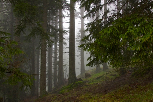 Immagine con alberi, bosco, nebbia, tronchi, verde, rami, foglie