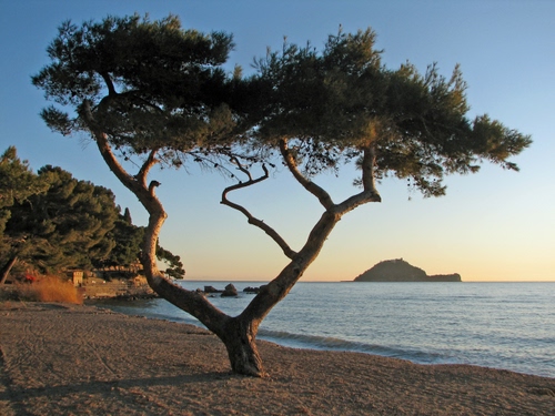 Immagine con mare, albero, spiaggia, isola, pino, sabbia, rami