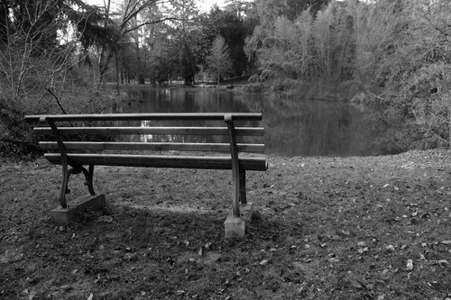 Immagine con panchina, alberi, bianconero, lago, acqua, laghetto