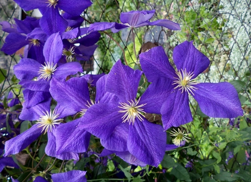 Immagine con viola, petali, fiori, verde, rete, foglie, fiore, primavera, natura, pistilli, stami