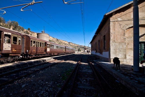 Immagine con stazione, treno, binari, vagoni, fili, cane, rotaie