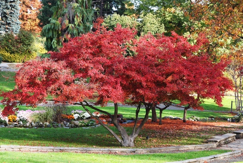 Immagine con rosso, parco, albero, foglie, alberi, giardino, acero, fiori, autunno