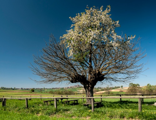 Immagine con albero, staccionata, erba, panchine, rami, prato, cielo, fiori, verde, alberi