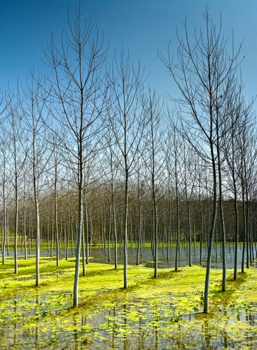 Immagine con rami, alberi, acqua, verde, cielo, riflesso, spogli, tronchi, bosco, natura, pioppeto, azzurro, riflessi, pioppi