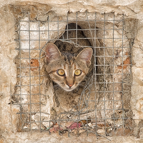 Immagine con gatto, occhi, rete, orecchie, buco, grata, muro, animale, animali