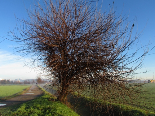 Immagine con albero, rami, campagna, strada, sentiero, prato, cielo, alberi