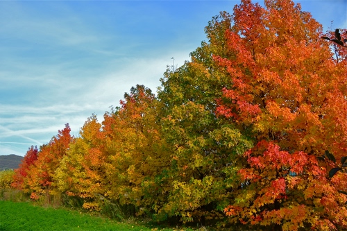 Immagine con alberi, autunno, verde, rosso, foglie, cielo, giallo, colori