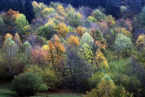 Immagine con alberi, bosco, colori, autunno, piante, verde, natura
