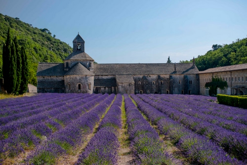 Immagine con lavanda, viola, chiesa, fiori, campo, verde, monastero, campanile, piante, alberi