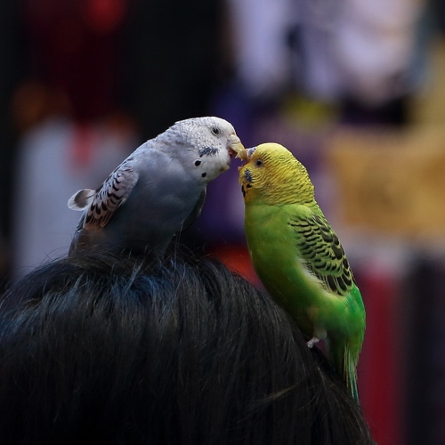 Immagine con due, capelli, pappagalli, verde, uccelli, bacio, testa, pappagallini, piume, giallo, animali