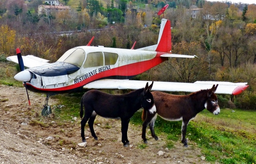 Immagine con aereo, asini, elica, alberi, ali, due, rosso, animali, bianco, muli, case, erba, verde, autunno, scritta, sassi