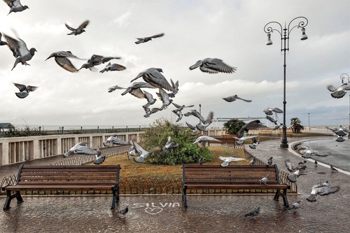 Immagine con panchine, lampione, uccelli, piccioni, strada, volo, nuvole, cielo, cuore, gabbiani, volatili, ali, lungomare, colombi, aiuola