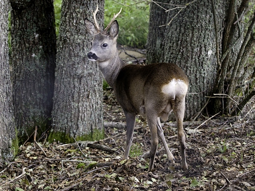 Immagine con corna, alberi, animale, bosco, cerbiatto, tronchi, rami, zampe, foglie, occhi, orecchie, cervo, muso, erba, mammifero, fauna, verde, quadrupede