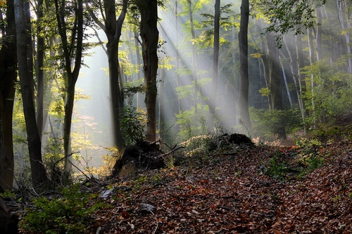 Immagine con bosco, alberi, foglie, raggi, luce, tronchi, sottobosco, rami, sole, marroni, foresta
