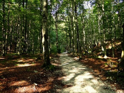 Immagine con alberi, bosco, strada, ombre, verde, sentiero, luce, tronchi