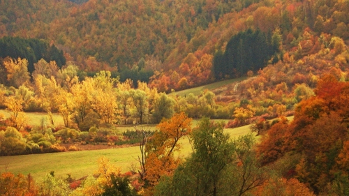 Immagine con alberi, autunno, colori, foglie, prato, paesaggio, giallo, bosco, montagna, boschi