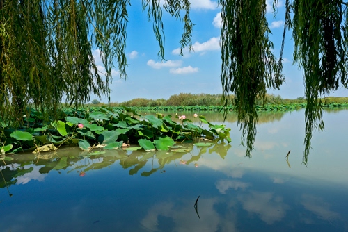 Immagine con acqua, lago, nuvole, ninfee, cielo, riflesso, salice, verde, piante, foglie, albero, rami, alberi