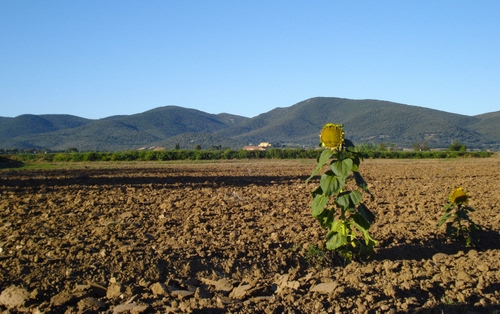 Immagine con girasole, terra, colline, cielo, campo, verde, foglie, fiore, arato, fiori, azzurro, ombre, montagne, piante, giallo, girasoli, montagna, zolle, ombra