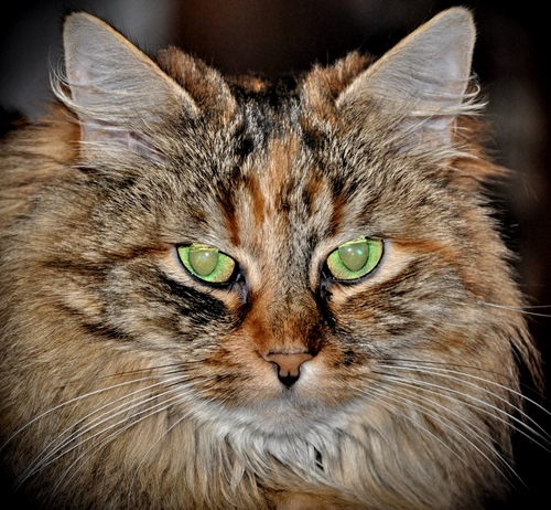 Immagine con gatto, occhi, baffi, muso, pelo, orecchie, verde, verdi, animale