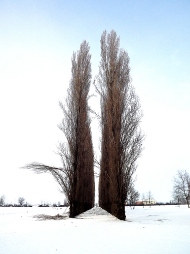 Immagine con neve, alberi, inverno, bianco, rami, viale, cielo, prospettiva, filare