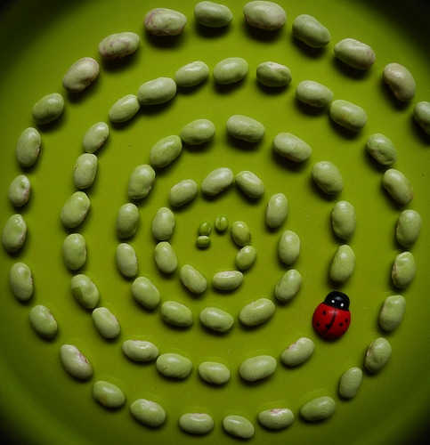 Immagine con coccinella, spirale, verde, fagioli, rosso, legumi, nero, natura, verdura, bianco
