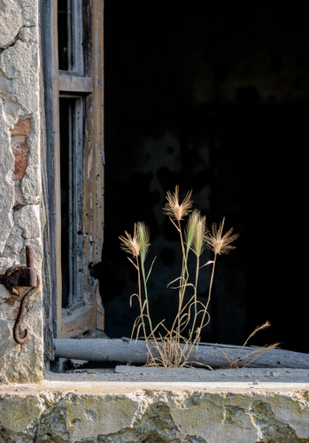 Immagine con finestra, muro, spighe, erba, rudere, legno, abbandono