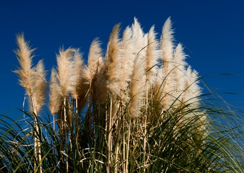 Immagine con verde, cielo, piante, erba, canne, vento, piume, steli, pianta