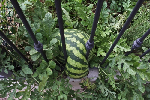 Immagine con verde, foglie, cocomero, ringhiera, anguria, ferro, erba, zucca, verdura, frutto, frutta, inferriata, cancello, piante