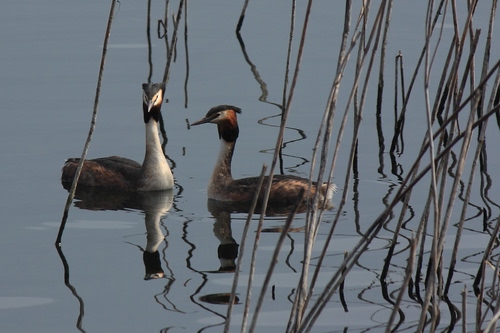 Immagine con uccelli, due, acqua, canne, riflessi, becco, collo, riflesso, piume, lago, animali, palude, volatili